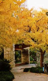 12.3上海超絕!延中綠地楓葉銀杏