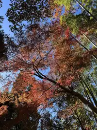 2025.11.29 實況| 莫干山賞楓一日遊攻略
