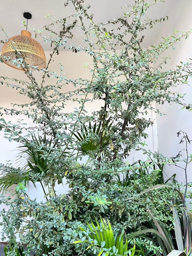 逃離喧囂！麗江這家侘寂風咖啡館美到窒息