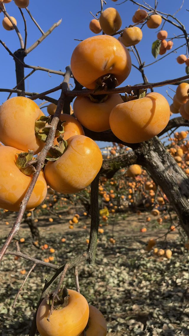 偷偷告訴你！恭城紅巖村的柿子季也太出片了吧