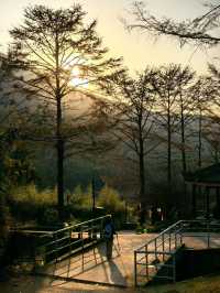 楓葉紅了必打卡地標