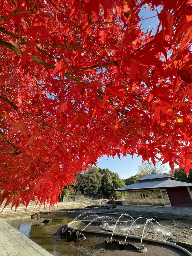 名古屋紅葉—白鳥庭園 名古屋紅葉—白鳥庭園