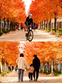 盼瘋了!陽澄湖紅楓大道已進入全紅模式!