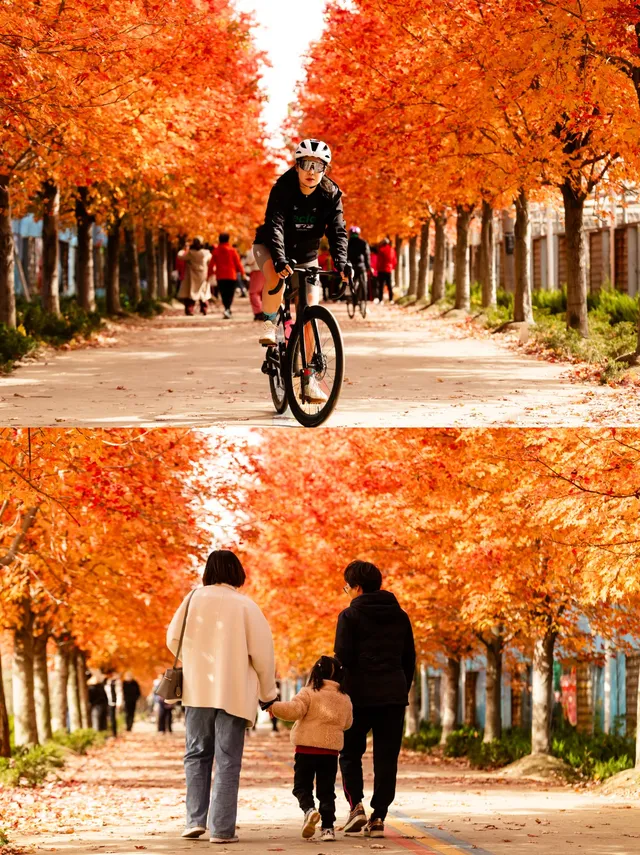 盼瘋了!陽澄湖紅楓大道已進入全紅模式! 盼瘋了!陽澄湖紅楓大道已進入全紅模式!