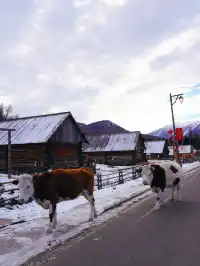 新疆旅遊 ｜1歲的寶寶來喀納斯啦～