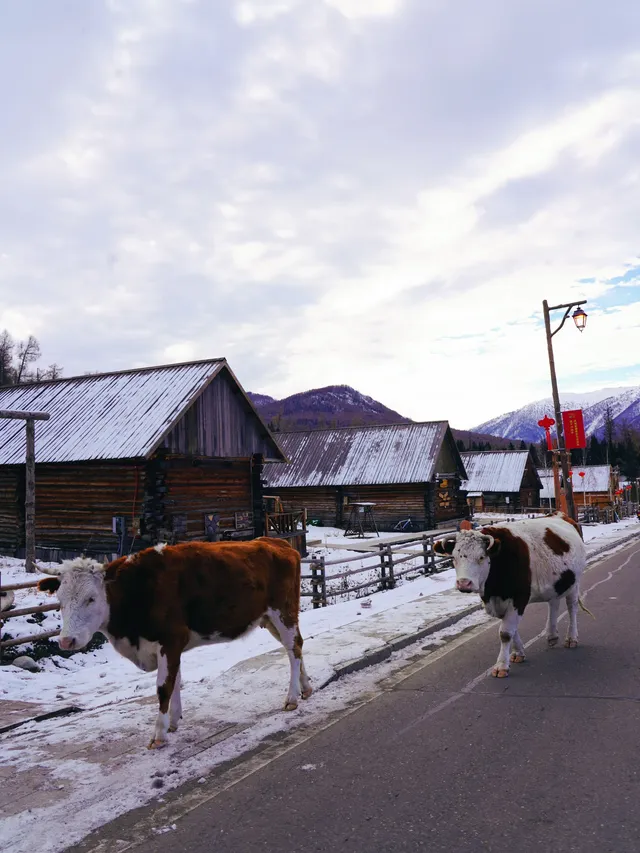 新疆旅遊 ｜1歲的寶寶來喀納斯啦～