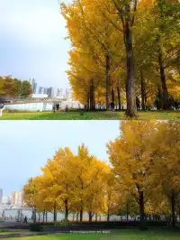 錯過等一年！世博公園銀杏濃度100%