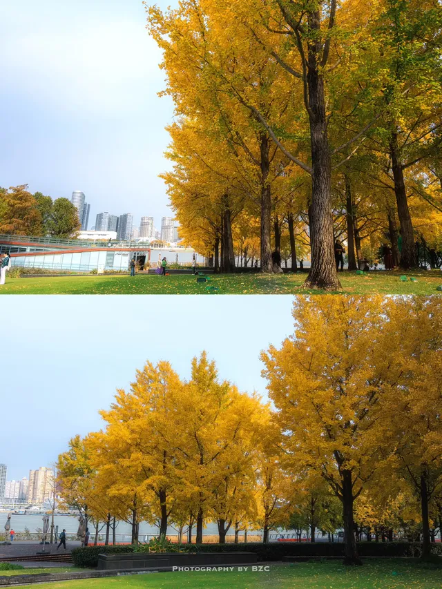 錯過等一年！世博公園銀杏濃度100%