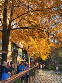 金色暴擊!上海黃金城道銀杏濃度已滿格!