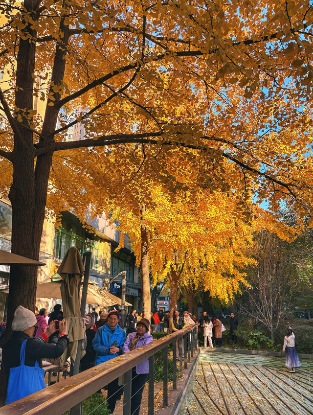 金色暴擊!上海黃金城道銀杏濃度已滿格! 金色暴擊!上海黃金城道銀杏濃度已滿格!