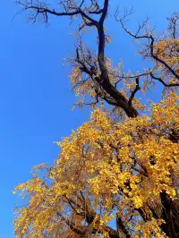 你是來拉屎的吧?!