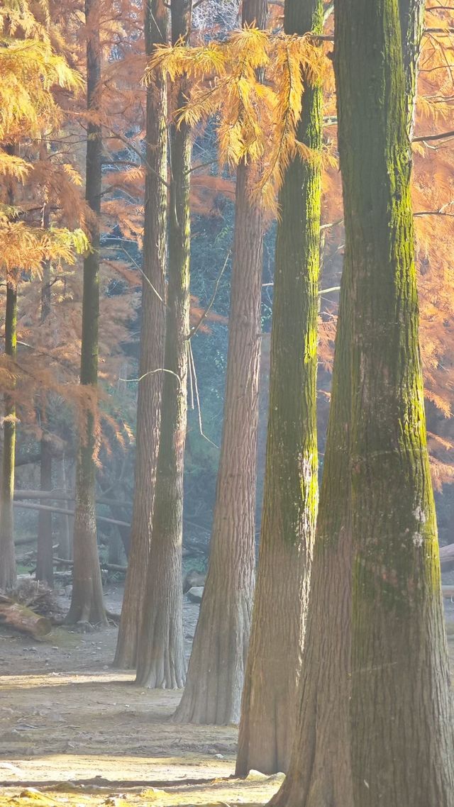 寧波賞秋徒步天花板 寧波賞秋徒步天花板