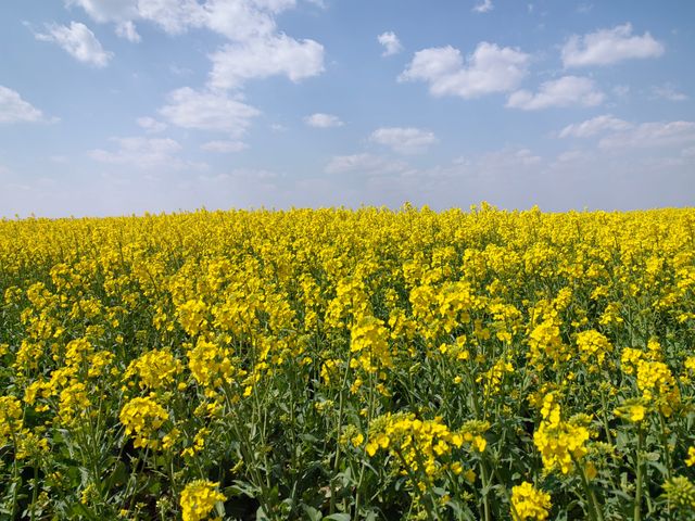 三月限定！阜南王家壩絕美油菜花海等你打卡