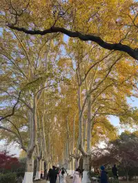 秋日頂流～～明孝陵胭脂雪
