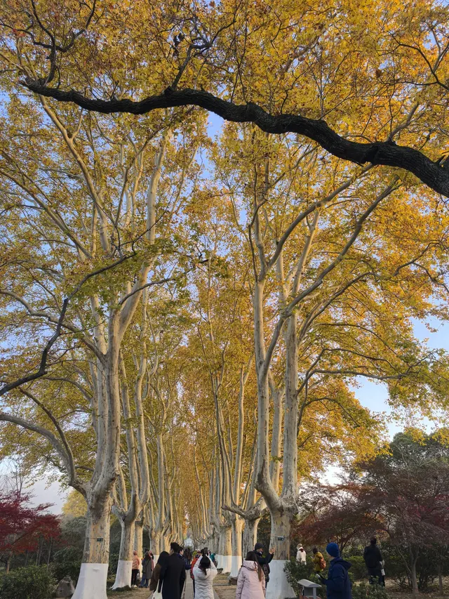 秋日頂流～～明孝陵胭脂雪