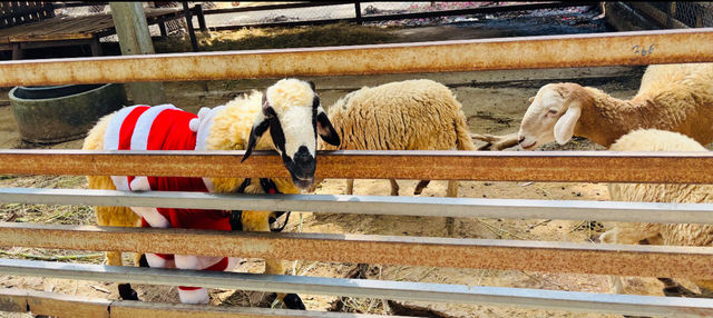 來曼谷看大象，我推薦去這裡！附購票省技巧