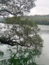 江門隱秘美景森林湖