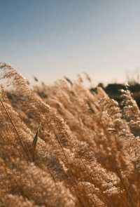 褪去夏日的喧囂，擁抱冬日的詩篇：晉陽湖蘆葦蕩