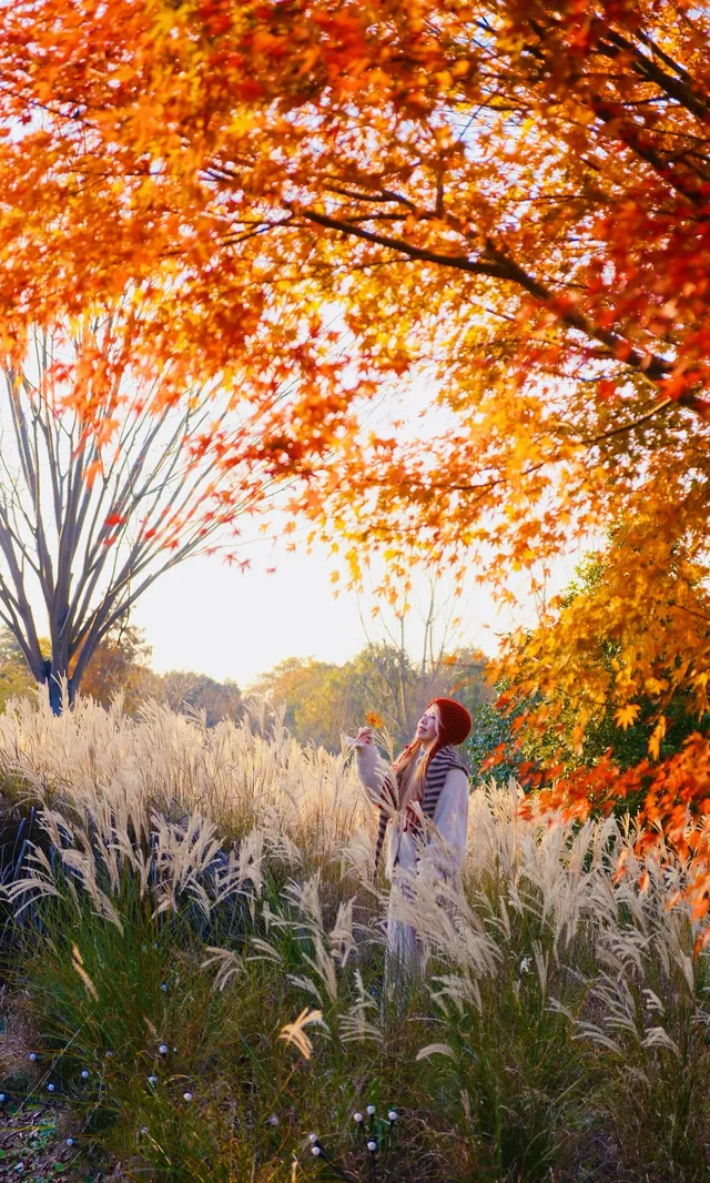 不誇張這是上海拍楓葉最美的公園了 不誇張這是上海拍楓葉最美的公園了