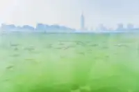 玄武湖秋景美到犯規