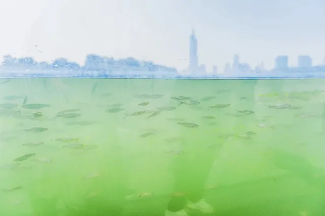 玄武湖秋景美到犯規 玄武湖秋景美到犯規