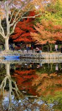 我說魯迅公園是上海市中心的賞秋天花板沒人有意見吧