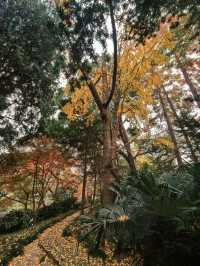 葉家花園 | 深秋的銀杏秘境