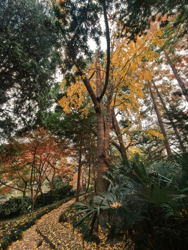 葉家花園 | 深秋的銀杏秘境 葉家花園 | 深秋的銀杏秘境