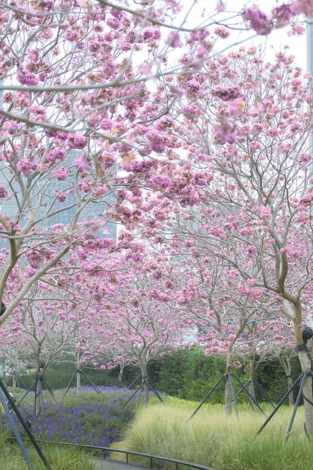 12.11拍|深圳紫花風鈴木開滿啦 12.11拍|深圳紫花風鈴木開滿啦