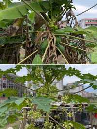 閩南田園一日:觸摸舊時光,品嚐新鮮味