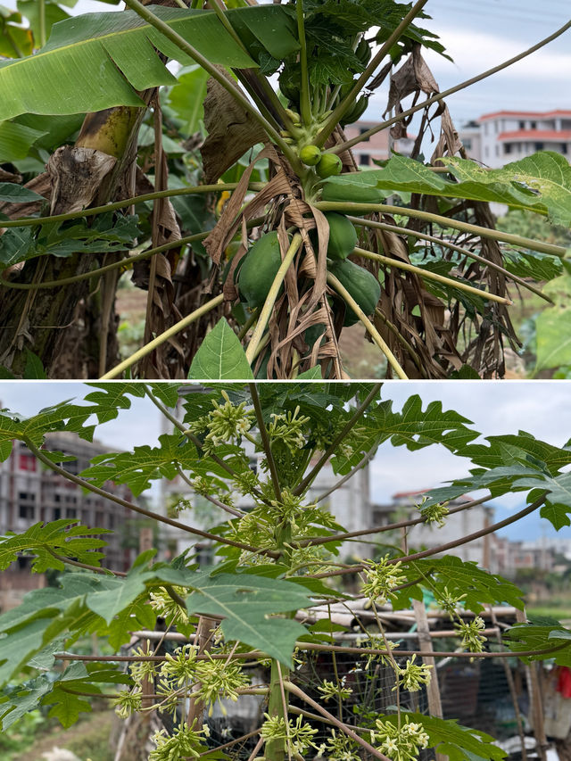 閩南田園一日:觸摸舊時光,品嚐新鮮味 閩南田園一日:觸摸舊時光,品嚐新鮮味