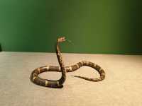 20250928   藏在北京的秘密森林：五洲植物樂園