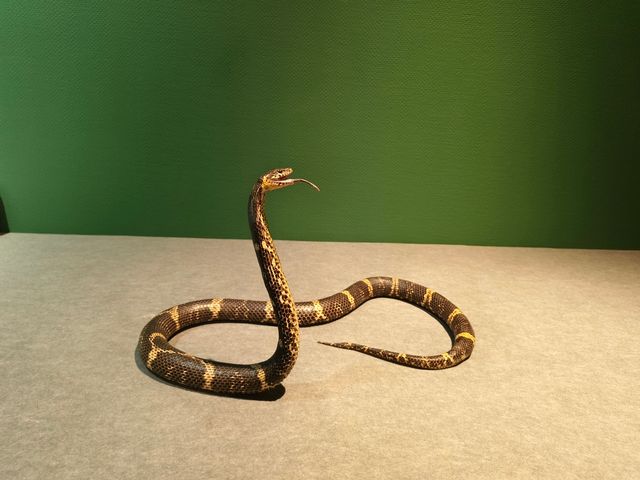 20250928   藏在北京的秘密森林：五洲植物樂園