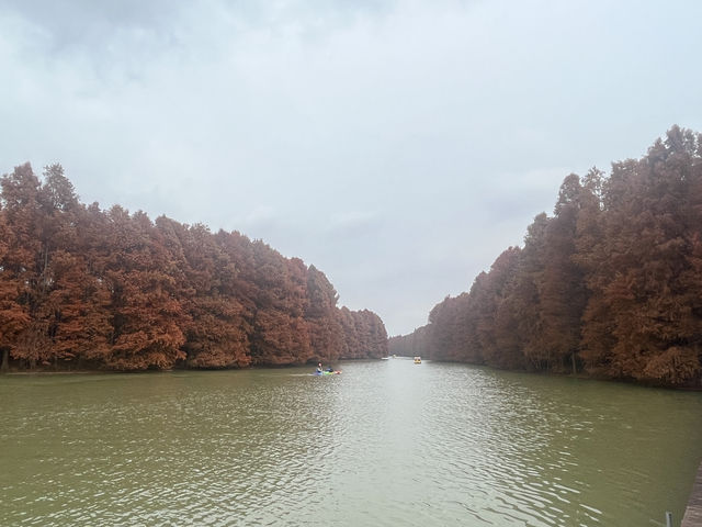 藏在上海的仙蹤之境!海灣國家森林公園美成童話世界 藏在上海的仙蹤之境!海灣國家森林公園美成童話世界