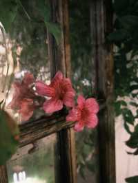 烏鎮西柵景區旁的民宿 自帶度假感 太美啦