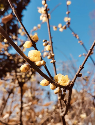 Zhenru Park Plum Blossom Viewing Guide