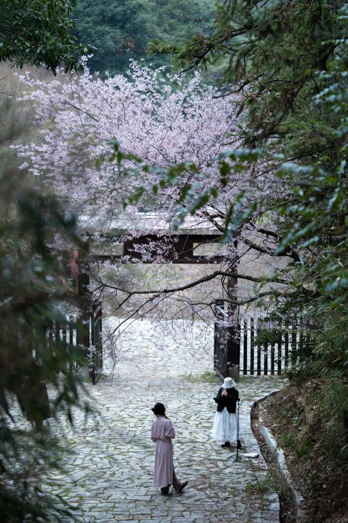 March｜Sanbao's cherry blossoms have blossomed into a pink