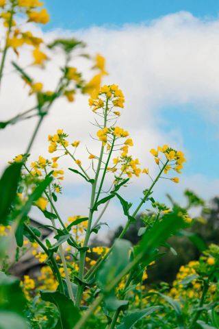 อันดับสถานที่ชมดอกไม้ในหนานผิง | รวมทุ่งดอกไม้ฤดูใบไม้ผลิที่เปิดให้ชมเฉพาะช่วงเวลา!