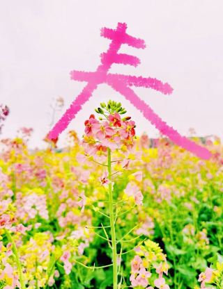 สถานที่ท่องเที่ยวรอบเมืองหวู่ฮั่น | เดินป่าเส้นทางรูปเลขแปดในหมู่บ้านจ้าวซาน และพบกับทุ่งดอกเรพซีดอันงดงาม