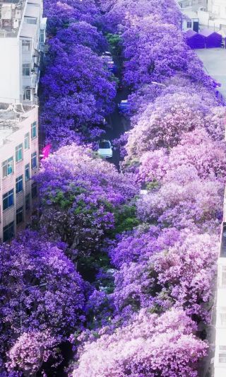 Live! Later, I told everyone how romantic Kunming is in May!