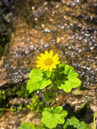 岳陽純溪小鎮·春日賞花踏青仙境