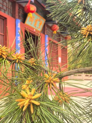 Former residence of Bixia Yuanjun