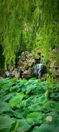 北京盛夏的粉色秘境蓮花池公園太仙了!