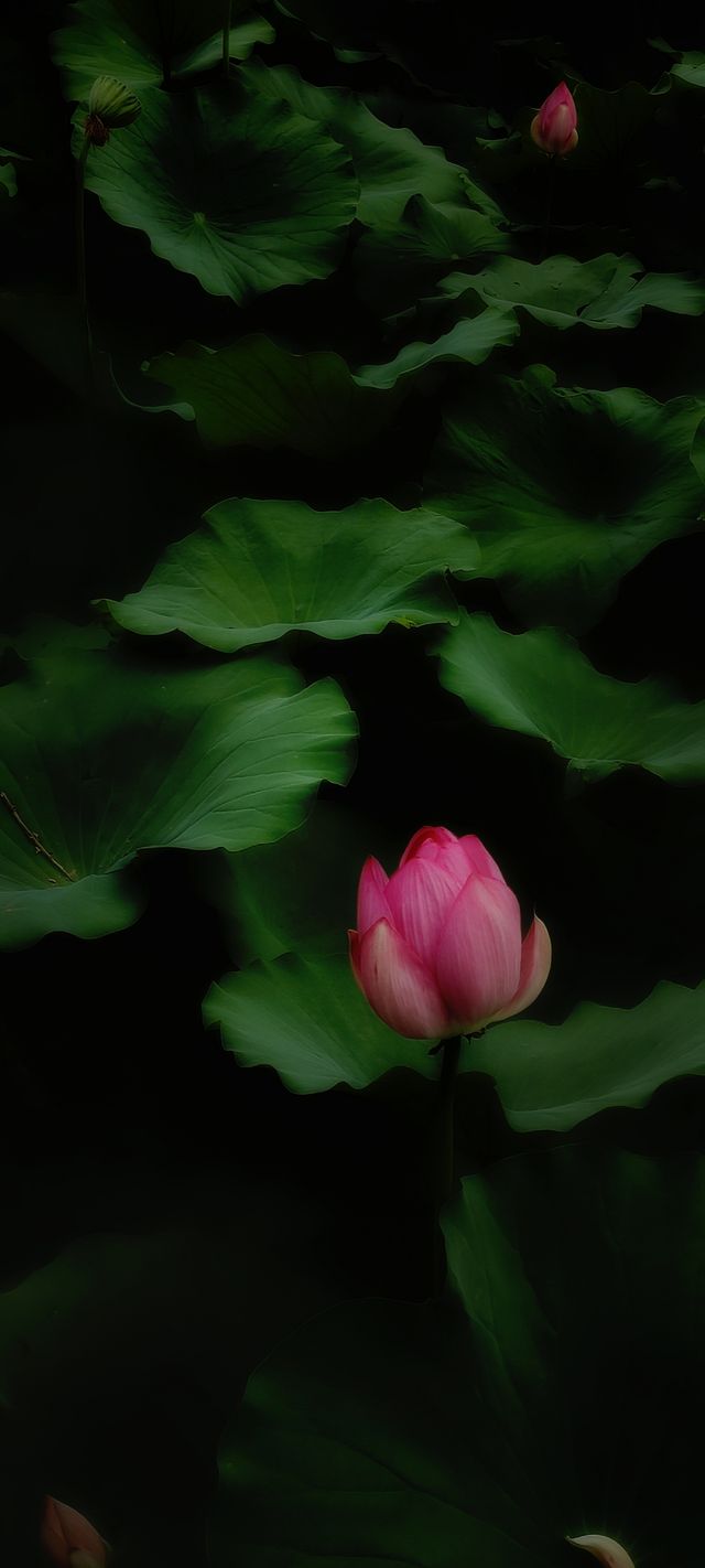 北京盛夏的粉色秘境蓮花池公園太仙了!