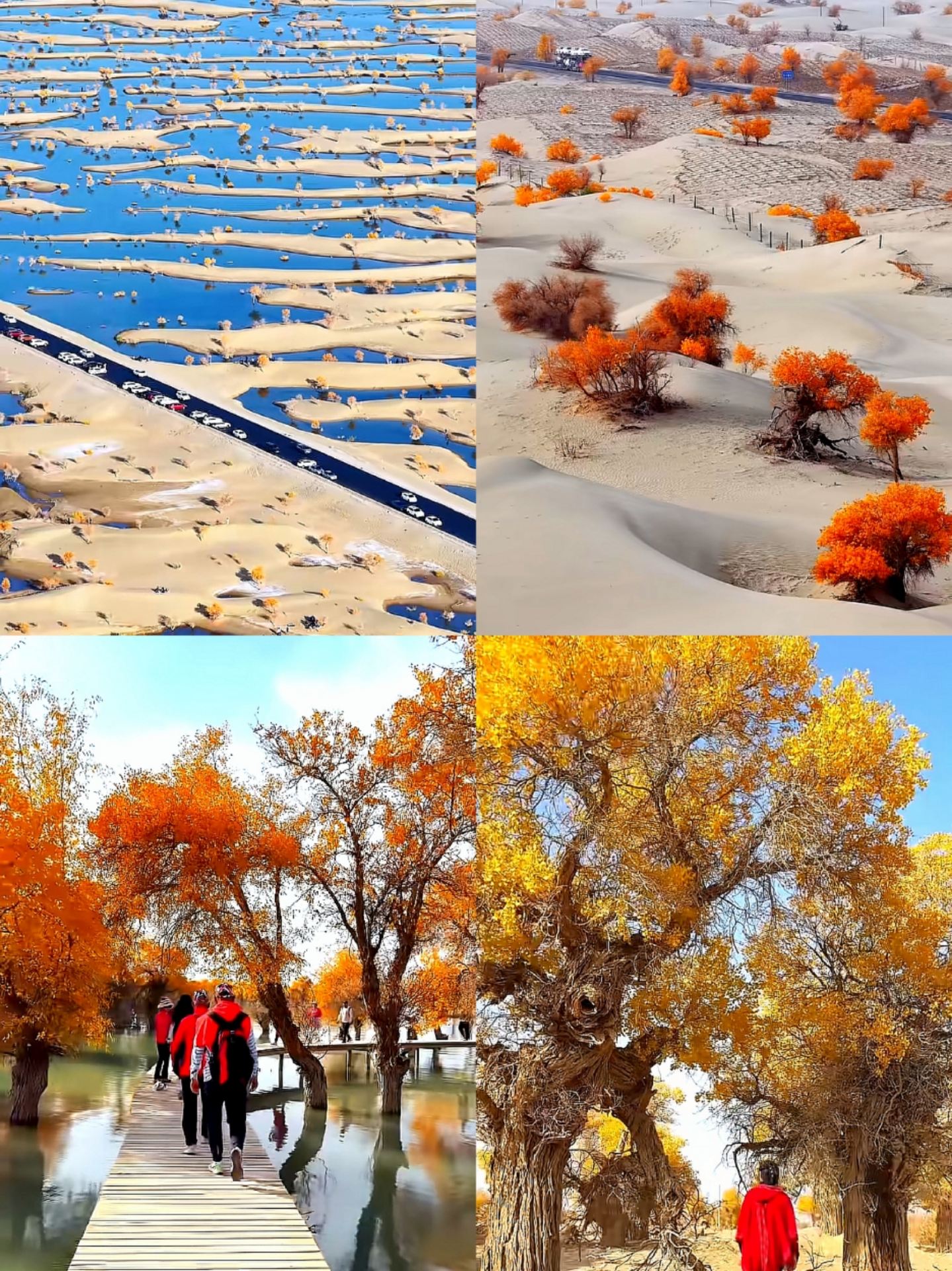 Best time to visit the Populus euphratica forest in autumn