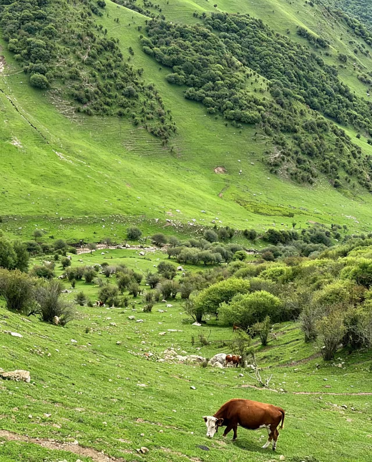 2-day trip to Ping'an Grassland, 3 hours from Xi'an! Stargazing camping is so rejuvenating