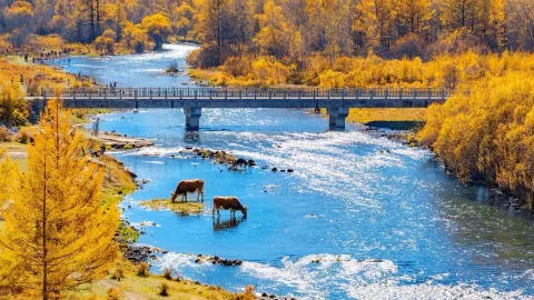 China's most beautiful autumn — traveler post in Mohe