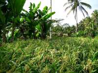 Rice terrace hike