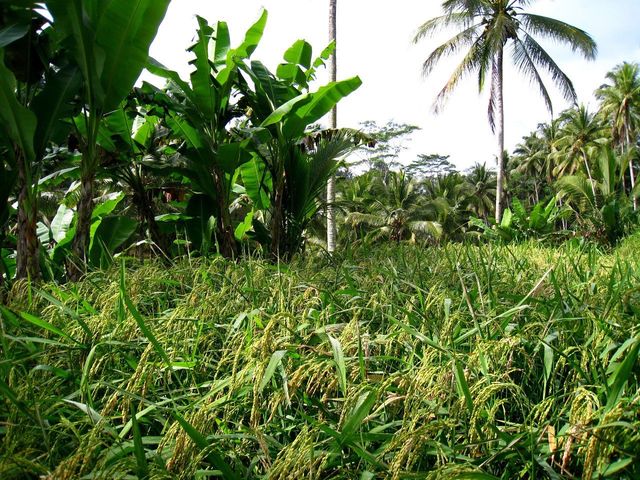 Rice terrace hike