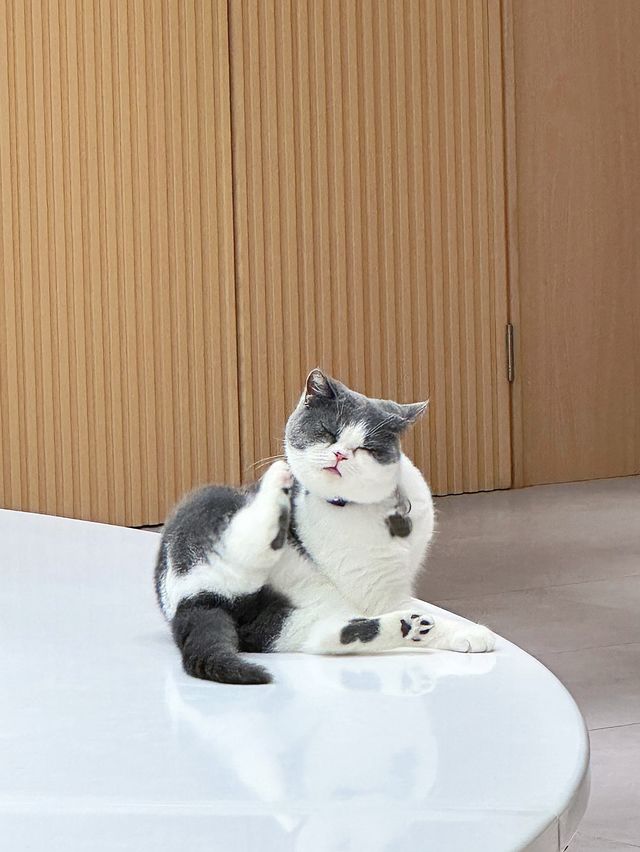 【貓貓控必去.無入場費貓Cafe🐈】